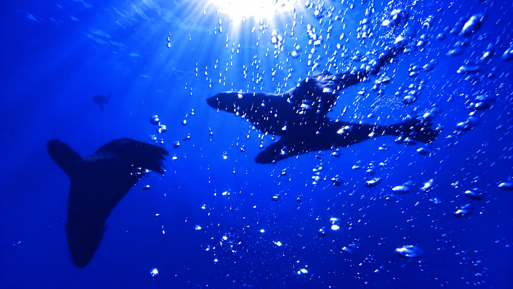 Soft dark seal silhouettes swimming through cobalt-blue water beneath sunbeams, surrounded by rising bubbles.